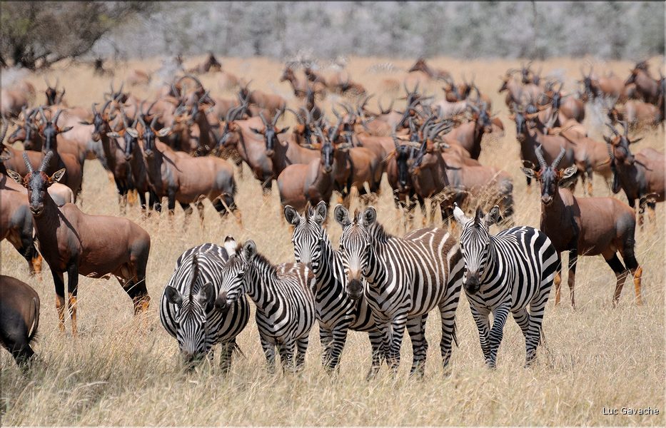 Troupeau de damalisques ou topi oú se mêle quelques zèbres et autres gnous. (5)