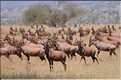 Troupeau de damalisques ou topi oú se mêle quelques zèbres et autres gnous. (8)