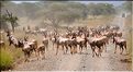 Troupeau de damalisques ou topi oú se mêle quelques zèbres et autres gnous. (9)