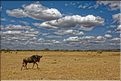 Chaque changement de saison, ce sont des millions de gnous qui migrent, ici nous sommes en automne et ils remontent vers le nord. (6)