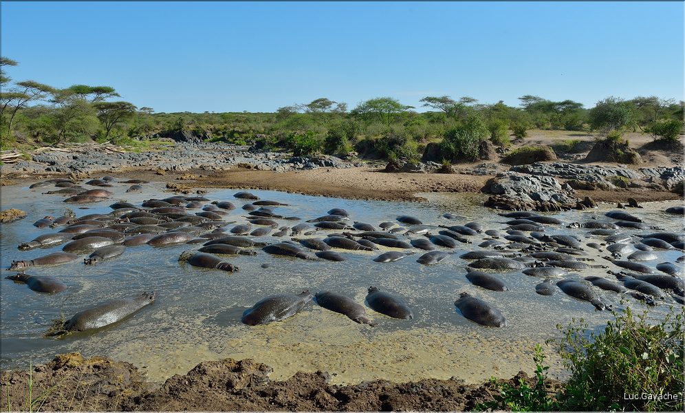 Les hippopotames du Serengeti. (1)