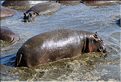 Les hippopotames du Serengeti. (2)