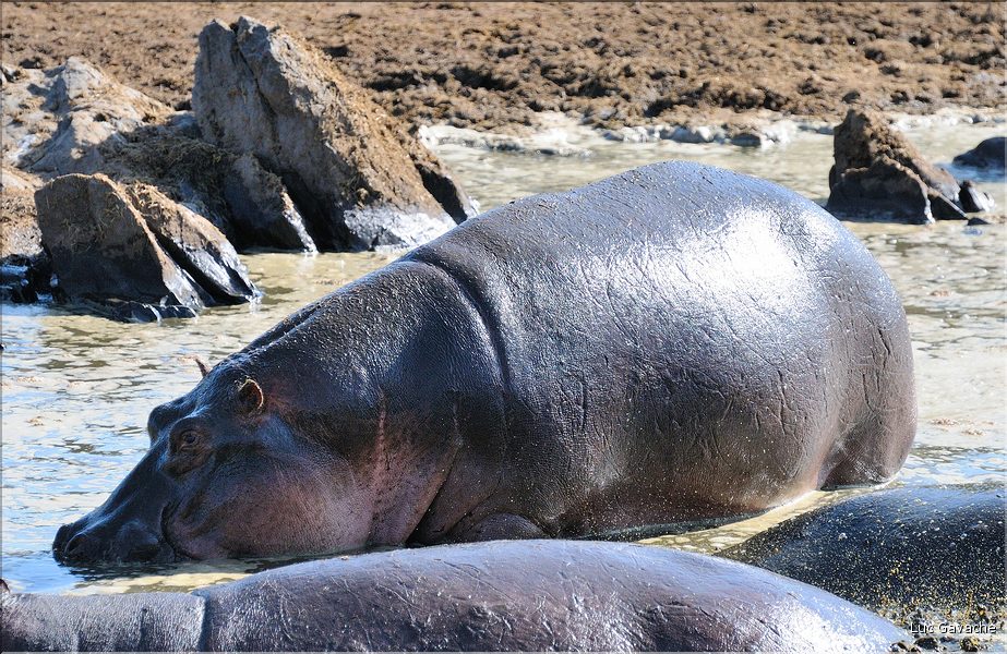 Les hippopotames du Serengeti. (5)