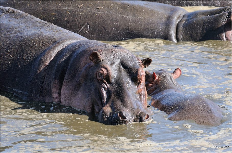 Les hippopotames du Serengeti. (6)