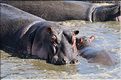 Les hippopotames du Serengeti. (6)