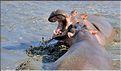 Les hippopotames du Serengeti. (7)