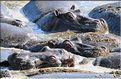 Les hippopotames du Serengeti. (9)