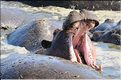 Les hippopotames du Serengeti. (11)