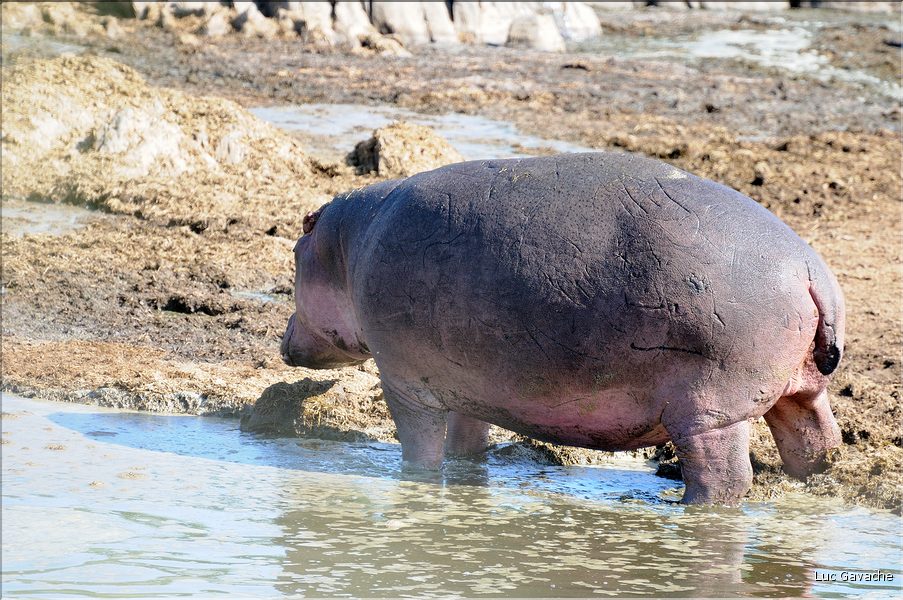 Les hippopotames du Serengeti. (14)