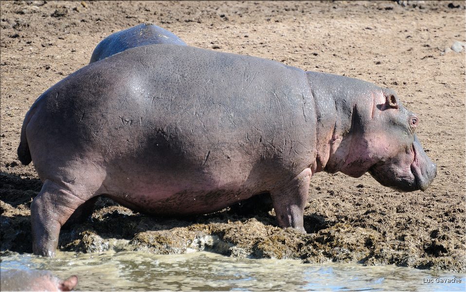 Les hippopotames du Serengeti. (15)