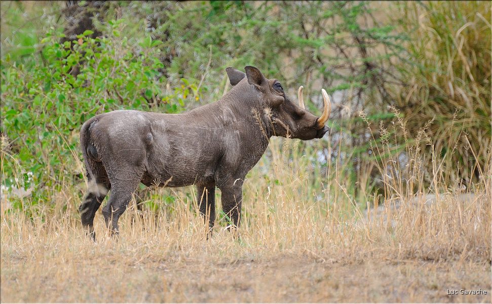 Les phacochères du Serengeti. (3)