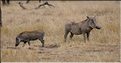 Les phacochères du Serengeti. (4)