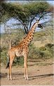Les girafes du serengeti. (2)