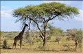 Les girafes du serengeti. (3)