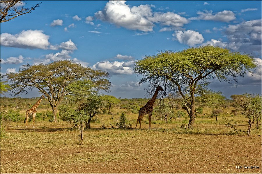 Les girafes du serengeti. (4)