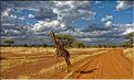 Les girafes du serengeti. (5)