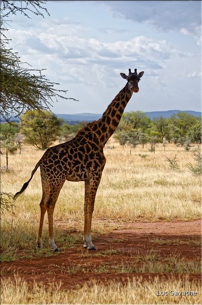 Les girafes du serengeti. (6)