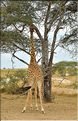 Les girafes du serengeti. (7)