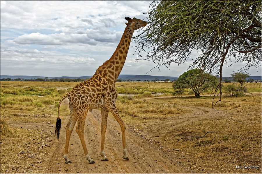 Les girafes du serengeti. (8)