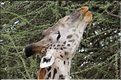 Les girafes du serengeti. (10)