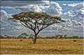 L'acacia parasol est l'essence dominante au Serengeti. (1)