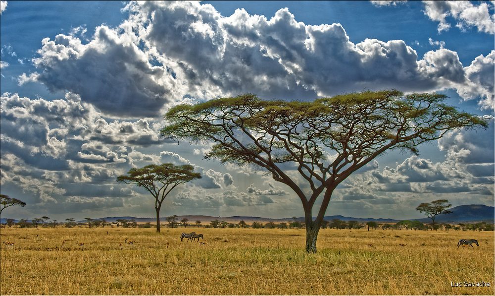 L'acacia parasol est l'essence dominante au Serengeti. (2)