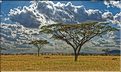 L'acacia parasol est l'essence dominante au Serengeti. (2)