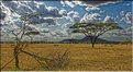 L'acacia parasol est l'essence dominante au Serengeti. (3)