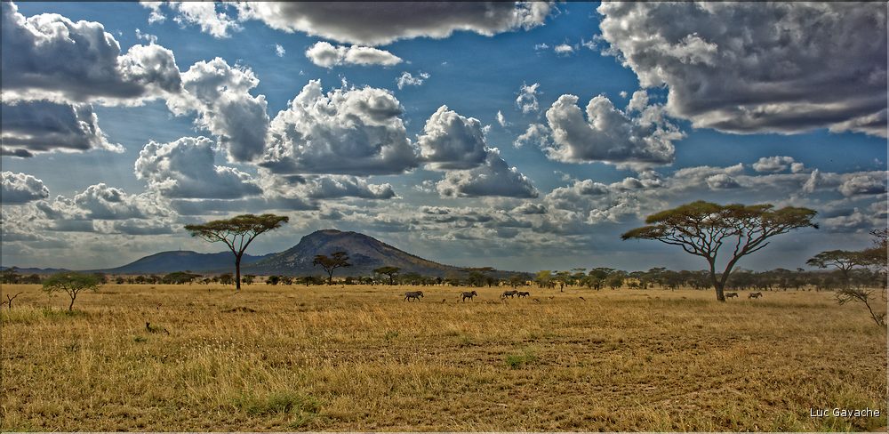 L'acacia parasol est l'essence dominante au Serengeti. (4)