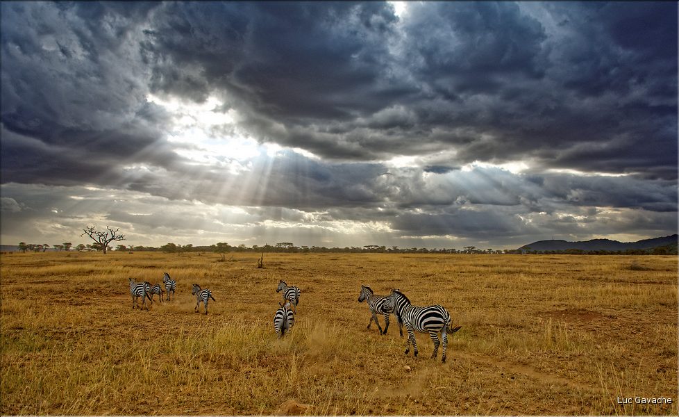 Les zèbres du Serengeti. (1)