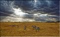 Les zèbres du Serengeti. (1)