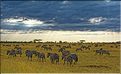 Les zèbres du Serengeti. (4)