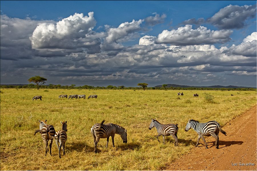 Les zèbres du Serengeti. (5)