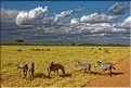 Les zèbres du Serengeti. (5)