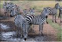 Les zèbres du Serengeti. (6)