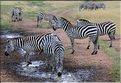 Les zèbres du Serengeti. (7)