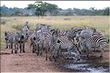 Les zèbres du Serengeti. (11)