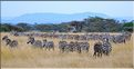 Les zèbres du Serengeti. (12)