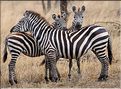 Les zèbres du Serengeti. (16)