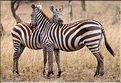 Les zèbres du Serengeti. (17)