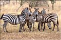 Les zèbres du Serengeti. (21)