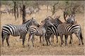Les zèbres du Serengeti. (26)