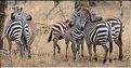 Les zèbres du Serengeti. (27)