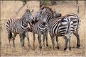 Les zèbres du Serengeti. (28)