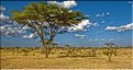 Paysages typiques dans le Serengeti. (3)