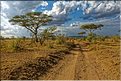 Paysages typiques dans le Serengeti. (4)