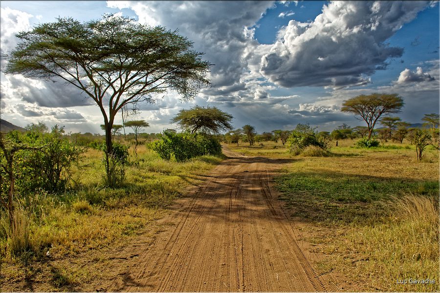 Paysages typiques dans le Serengeti. (5)
