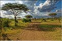 Paysages typiques dans le Serengeti. (5)