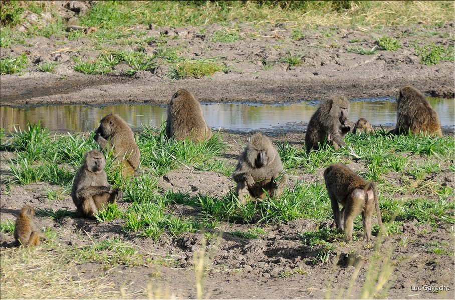 Les singes du Serengeti. Ici des babouins. (1)
