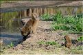 Les singes du Serengeti. Ici des babouins. (2)